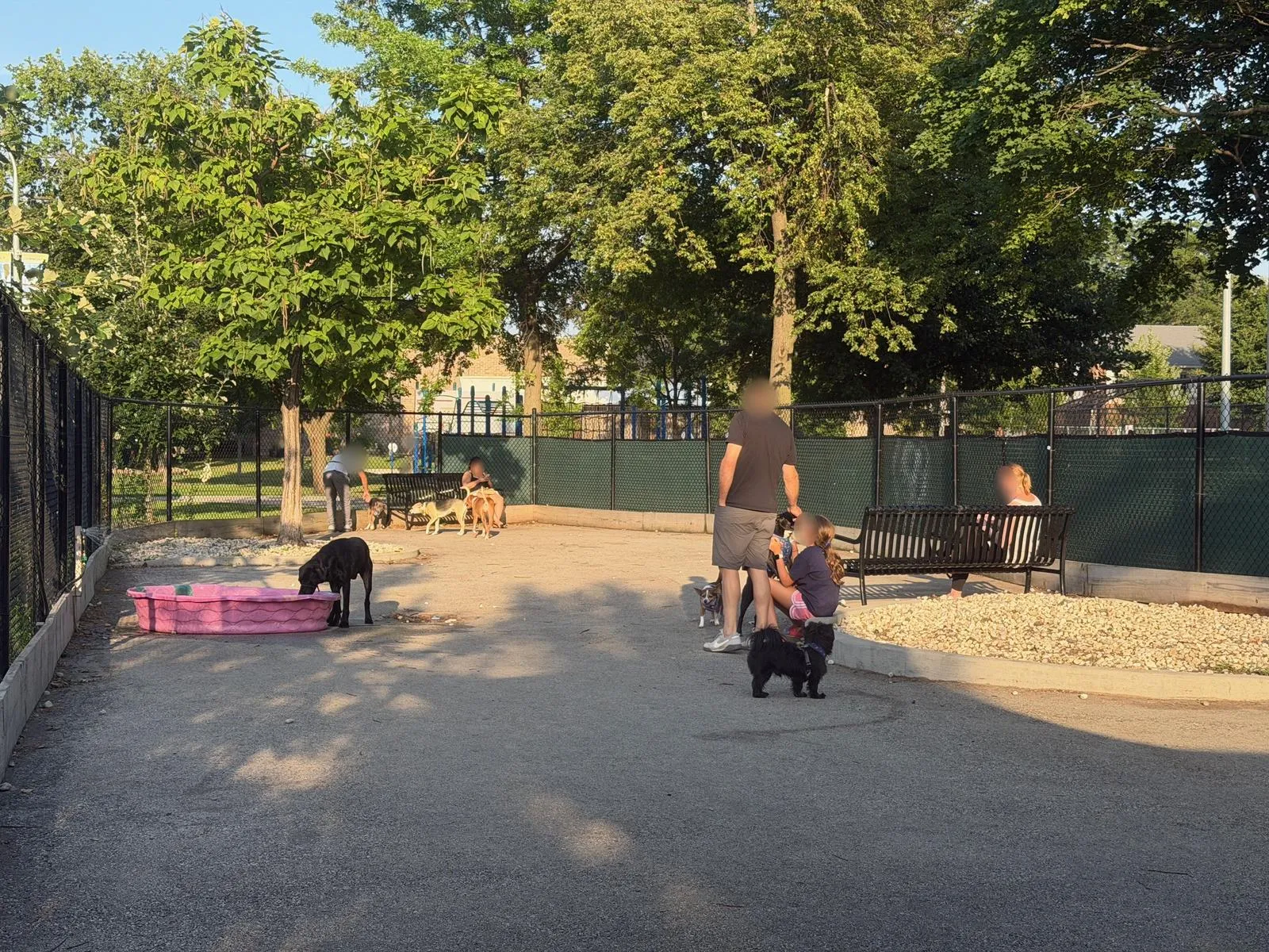 Dogs and their people in a fenced Dog Friendly Area on a summer evening